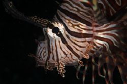 Lionfish portrait - Lembeh. D70, 105mm & twin DS50s. by Simon Pickering 
